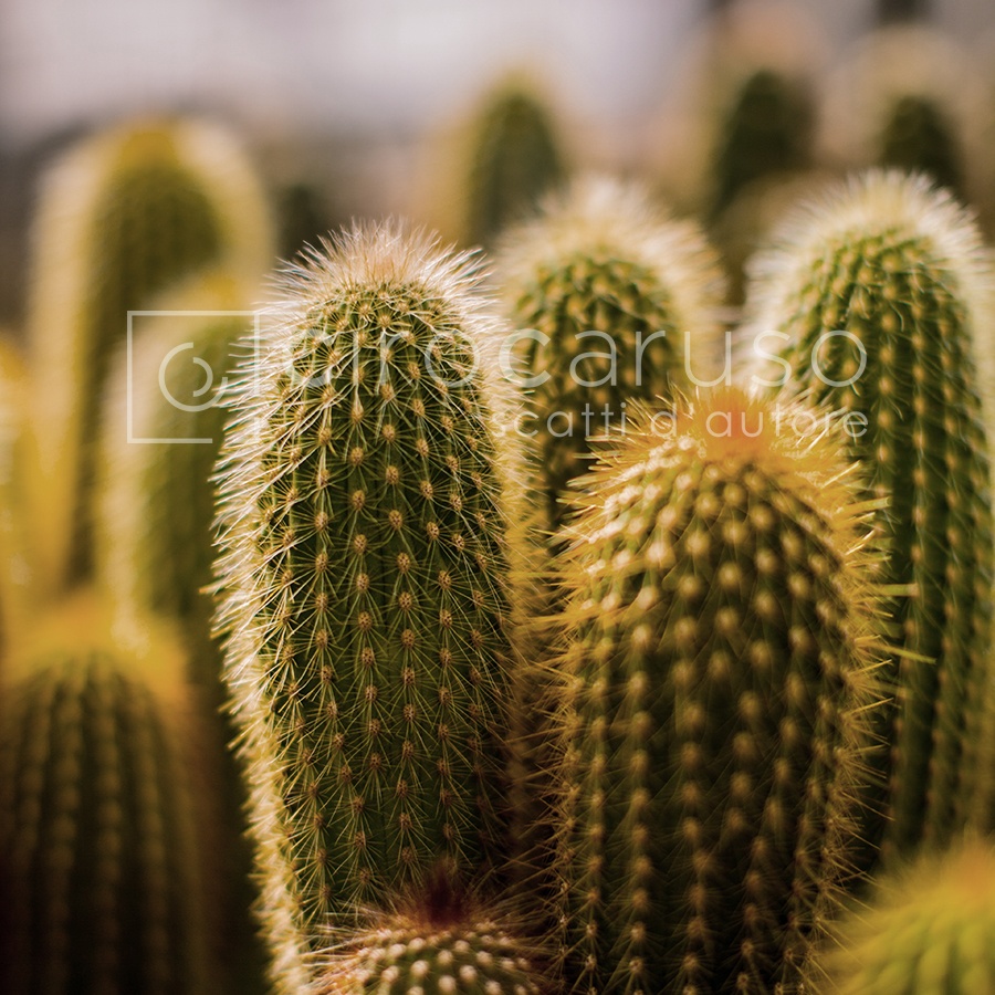 RoomMates Arazzo Cactus - Poster Tessuto 86 X 101 Cm - Decorazione Da Parete Leggera Per Camera E Dormitorio